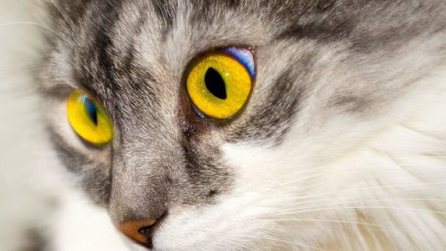 Chat: que faire pourqu'il vous appr&eacute;cie