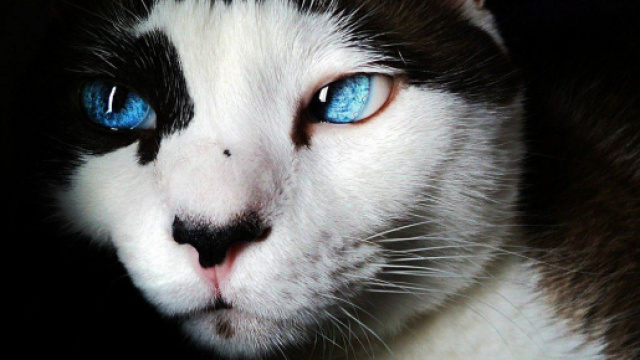 Le chat pourrait tuer son maitre