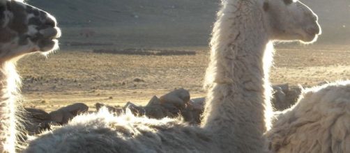 La domesticaci&oacute;n de animales y plantas no fue como la han contado. / esmateria.com