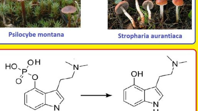 La psilocibina, sostanza presente in alcuni funghi, appena ingerita libera psilocina sostanza con propriet&agrave; stupefacenti ma anche terapeutiche.