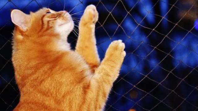 chat: 5 astuces imparables pour le faire rentrer &agrave; la maison