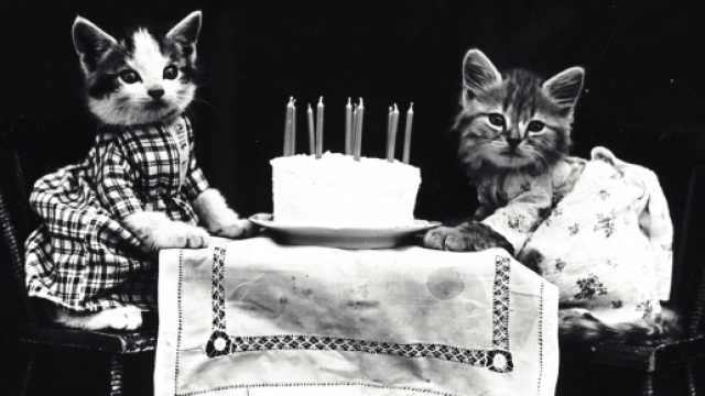 Chat: 5 raisons qui expliquent qu'il ne mange plus. Credit: Pixabay