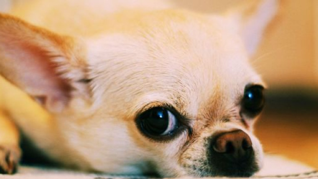 Il piccolo cane &egrave; stato ucciso a colpi di scopa.