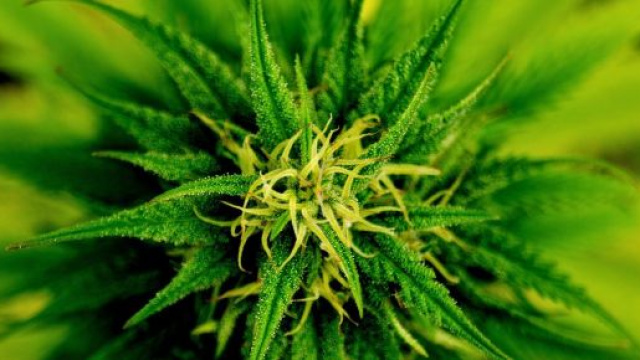 La sostanza nerolidolo protegge dal freddo le piante da t&egrave;.