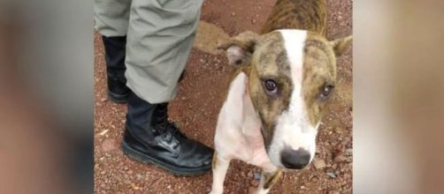 Cachorro afugentou agressor. (Divulga&ccedil;&atilde;o Pol&iacute;cia Militar)