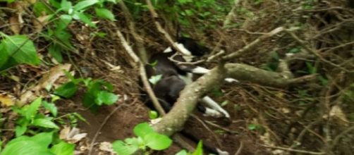 Cachorro ficou quase um m&ecirc;s desaparecido. (J&uacute;lio Mesquita/Pol&iacute;cia Militar)