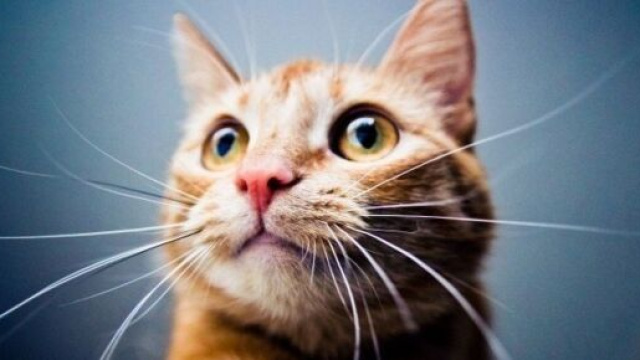 Chat : si vous lui faite trop de caresses, il pourrait devenir agressif