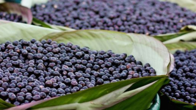 La baie d'a&ccedil;ai : le fruit qui fait la tendance mondiale. Credit: Wikimedia Commons/r	Camila Neves Rodrigues da Silva