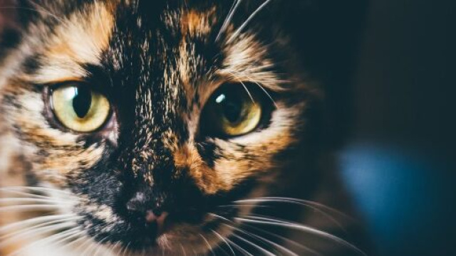 Pourquoi mon chat urine-t-il partout ? - Photo Pixabay