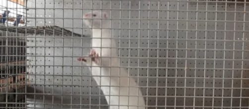 Spain&rsquo;s 90,000 COVID-19 coronavirus infected mink must die. [Image source/RT America YouTube video]