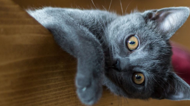 Pourquoi mon chat me suit jusqu'aux toilettes - Photo Pixabay