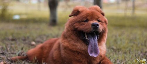 Crian&ccedil;a de 1 ano morre ap&oacute;s ser mordida por cachorro chow-chow. (Arquivo Blasting News)