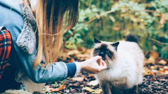 chat : quelques id&eacute;es recettes maison et gourmandes pour lui faire plaisir - Photo Pixabay