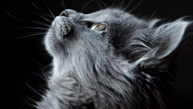 Chat pourquoi le consid&egrave;re-t-on comme un enfant - Photo Pixabay