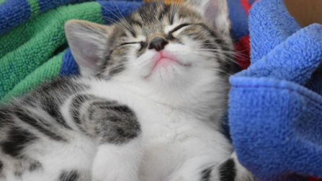 Chat s'il dort avec vous ce n'est pas pour la chaleur - Photo Pixabay