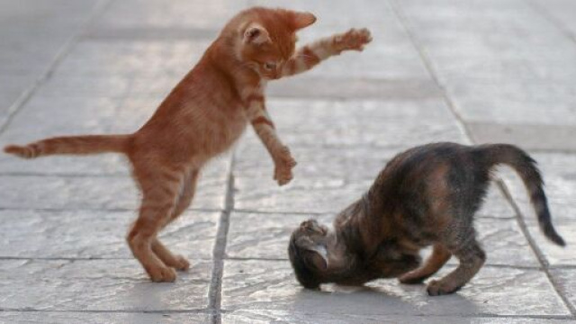 Comment comprendre le comportement de mon chat ? - Photo Pixabay