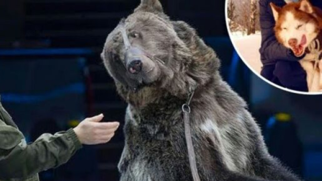 Mosca, il domatore Valentine Bulich &egrave; stato sbranato da un orso mentre puliva la sua gabbia.