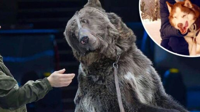 Orso sbrana aspirante domatore al circo di Mosca: non l&rsquo;ha riconosciuto perch&eacute; indossava la mascherina anti-coronavirus.