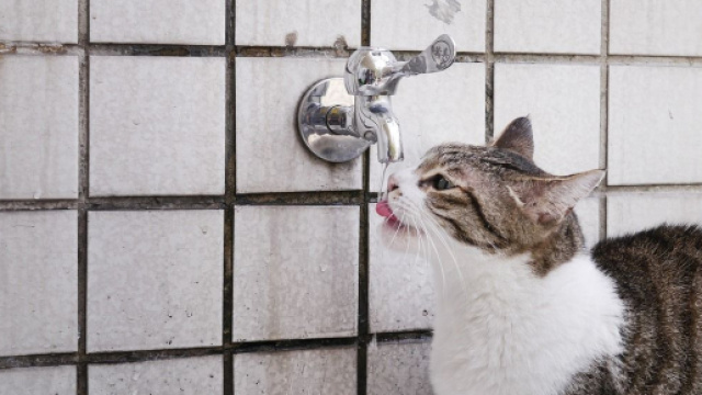 Pourquoi mon chat ne boit pas dans gamelle ? Photo pixabay