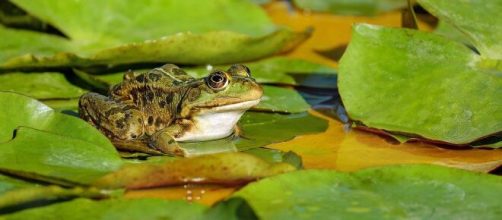 El &ldquo;s&iacute;ndrome de la rana hervida&rdquo; est&aacute; vinculado al coronavirus
