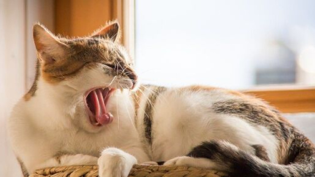 Pourquoi mon chat me r&eacute;veille tous les matins &agrave; la m&ecirc;me heure ? Photo Pixabay