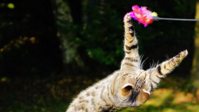 ce chat sauve un enfant photo pixabay