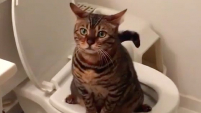 chat : comment se d&eacute;barrasser des grains de liti&egrave;re qu'il met partout ? Photo capture d'&eacute;cran https://www.instagram.com/p/CFa6IMzodA-/ ok