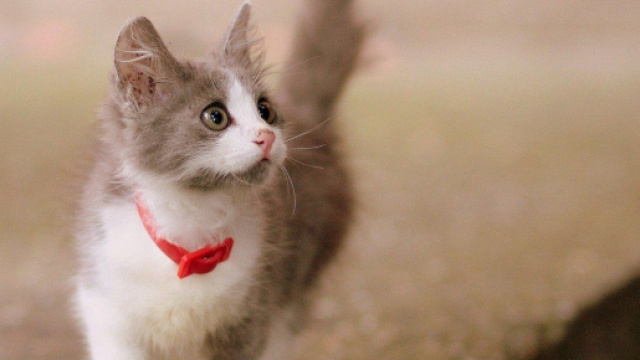 Chat : il aurait des effets b&eacute;n&eacute;fiques sur la sant&eacute; selon la science - Photo Pixabay