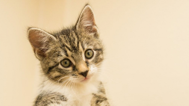 Comment votre chat vous a aid&eacute; &agrave; vivre un meilleur confinement ? - Photo Pixabay