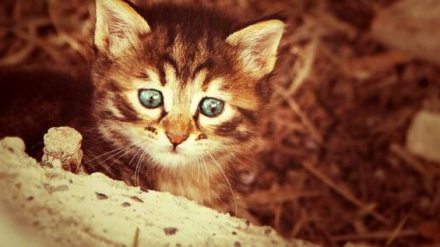 Chat : comment calculer son &acirc;ge - Photo Pixabay