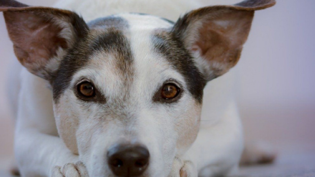 Chien ces diff&eacute;rents comportements qui doivent vous alerter au quotidien - Photo Pixabay