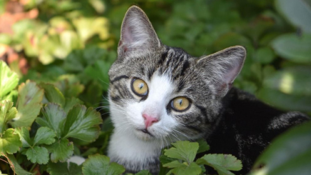 Pourquoi mon chat miaule ? Photo Pixabay