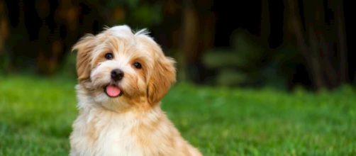 Como eliminar os carrapatos. (Arquivo Blasting News)