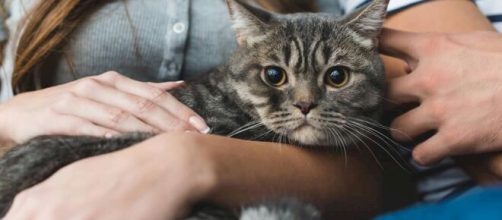 Saiba como ensinar seu gato a n&atilde;o morder e deix&aacute;-lo mansinho - com.br