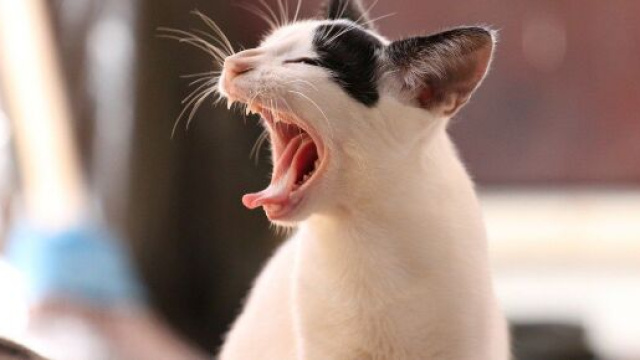 Chat : comment faire pour nettoyer sa liti&egrave;re ? Photo Pixabay