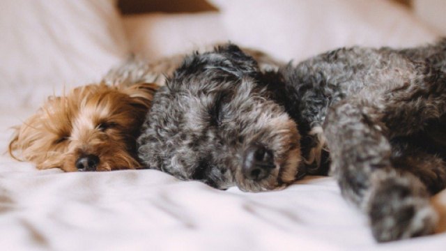 Quels sont les avantages &agrave; dormir avec son chien ? Photo Pixabay