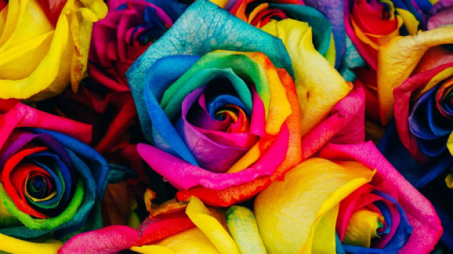 'Rainbow rose': una produzione floreale olandese a tema arcobaleno.