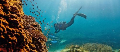 A day on the Great Barrier Reef among coral. [Image source/Luke Van Der Kamp YouTube video]
