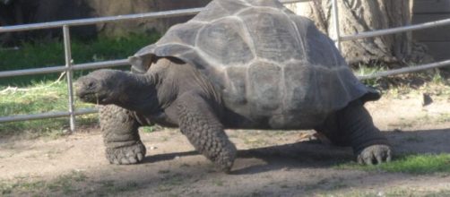 Tortuga en el Zoo de Barcelona