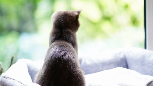 Chat un reconfinement pourrait avoir de graves cons&eacute;quences - Photo Pixabay