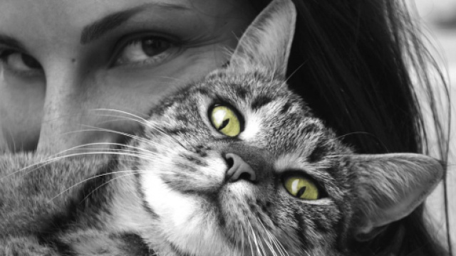 Pourquoi mon chat n'aime pas mes c&acirc;lins ? - Photo Pixabay