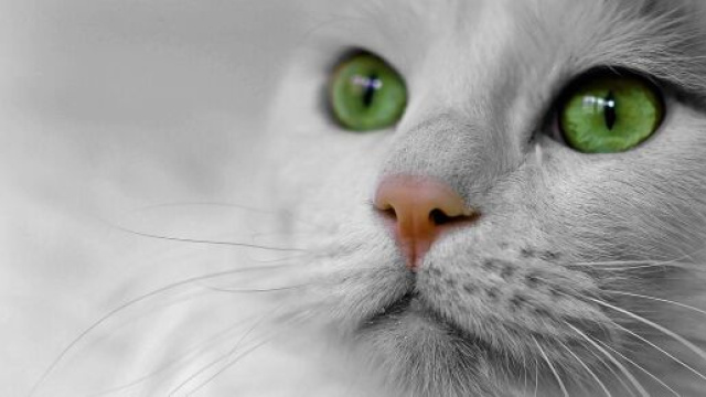 A quoi serve les moustaches de votre chat ? - Photo Pixabay