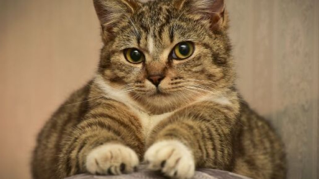 Chat : pourquoi il vous suit dans la salle de bain ? - Photo Pixabay