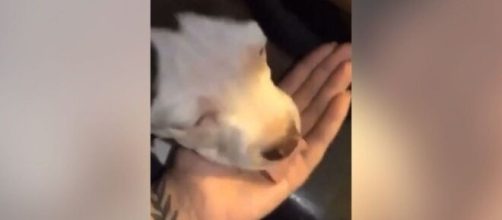 Pitbull recebia maconha como alimento. (Reprodu&ccedil;&atilde;o/Redes Sociais)