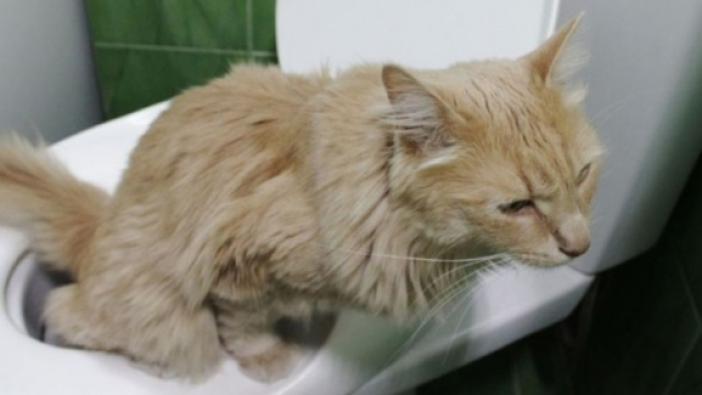 Chat : comment faire disparaitre les odeurs d'urine - photo capture d'&eacute;cran Maison Brico