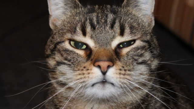 Le chat pourrait aider &agrave; la r&eacute;alisation d'un vaccin contre le Covid-19 - Photo Pixabay