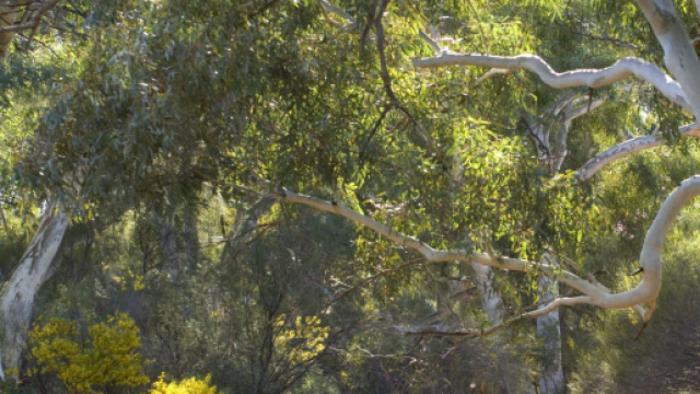 Ritrovati resti umani nei boschi di Serle
