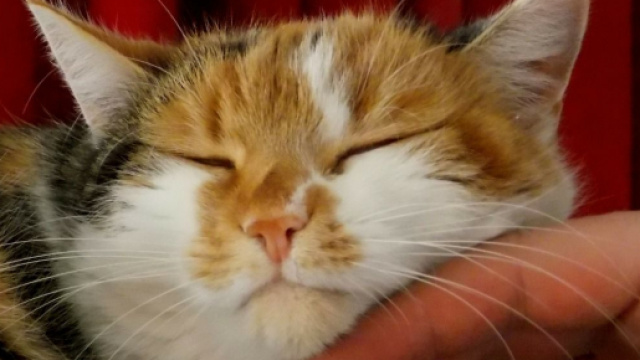 Chat : ce n&rsquo;est pas parce que c&rsquo;est un chat qu&rsquo;il vous aime moins que votre chien - Photo Pixabay