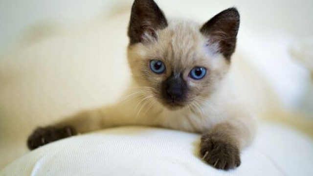 Chat : s'il p&eacute;trit avec ses pattes ce n'est pas pour avoir un endroit douillet - photo Pixabay