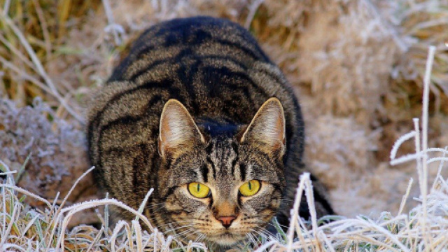 Chat : s'il attaque vos pieds ce n'est pas uniquement pour jouer - Photo Pixabay